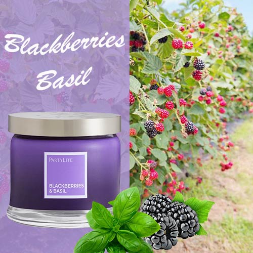 Bougies 3 mèches Partylite Blackberries & Basil